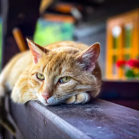 샬레 Traditional Deer With Sauna - Srnacie *